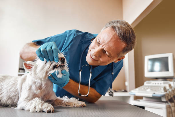 Best Emergency Denture Repair in Irwindale, CA